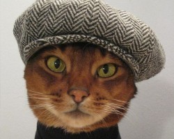 French proverbs – Episode 2: Animal wisdom