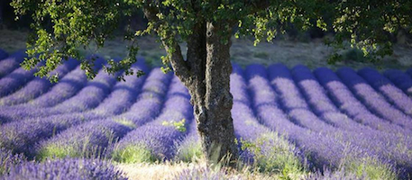 Le coin francophone: Michelle’s mini-series Ep. 15: Provence